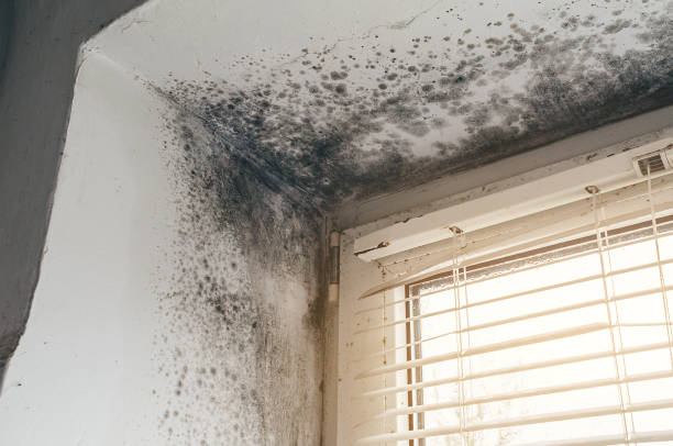 Affordable Attic Mold Removal solutions in Sterling, IL